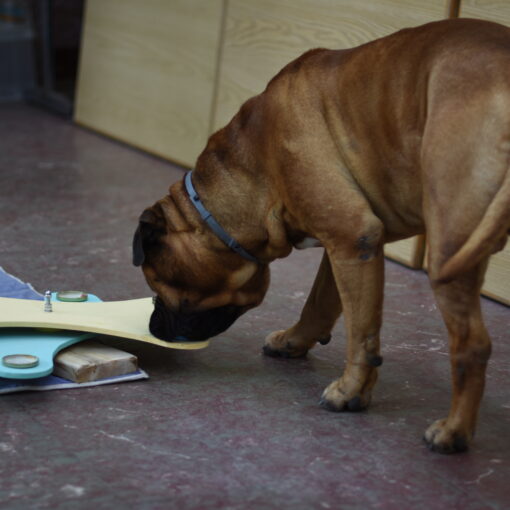 Bullmastiff haciendo Activación Mental Canina®
