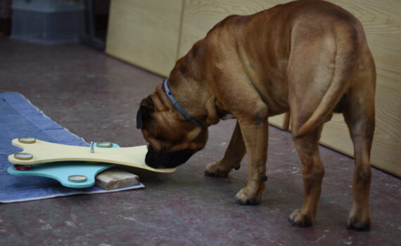 Bullmastiff haciendo Activación Mental Canina®