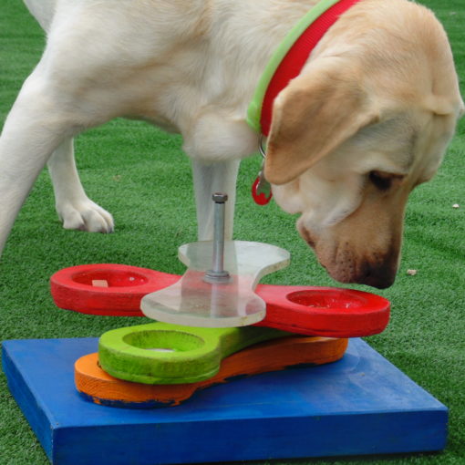 Perro haciendo Activación Mental Canina