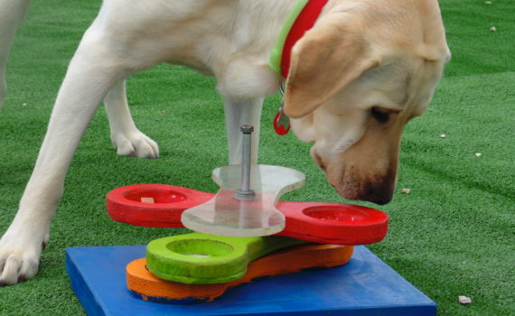 Perro haciendo Activación Mental Canina