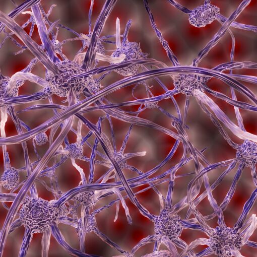 Neurociencia aplicada a la Activación Mental Canina®